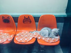 -猫咪博物馆(顶澳仔猫街店)