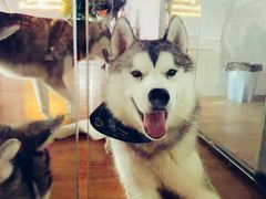 -Husky Go! 哈士奇体验馆·宠物咖啡厅狗咖