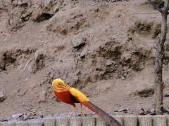 -栾川竹海野生动物园