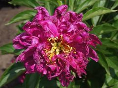 -黑龙江省森林植物园