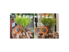 -双季花艺园艺市场(浦东店)