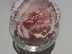 -眉州东坡(清河万象汇店)