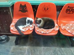 -猫咪博物馆(顶澳仔猫街店)