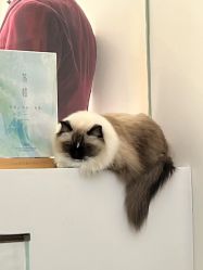 -Sugar苏格婚礼策划工作室