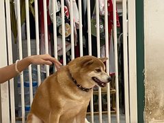 -是阿柴呀！柴犬咖啡·爱喵喵猫咖