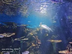 -华夏文旅海洋公园