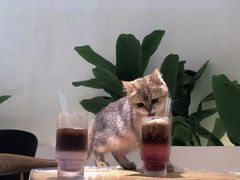-猫域·湾主题猫咖·宠物吧(南坪城市广场店)