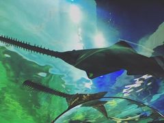 -瑞普利水族馆