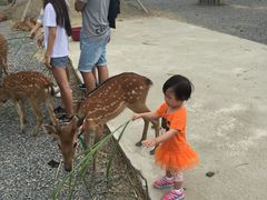 -鹿境梅花鹿生态园区