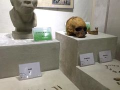 -广东中医药博物馆
