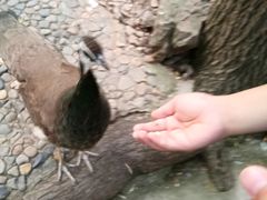 -燕塞湖鸟语林景区