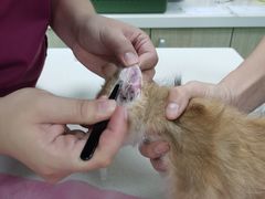 -北京观赏动物医院·24小时大型综合·猫专科·异宠专科