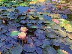 -国家植物园南园