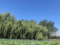 -莲花池公园