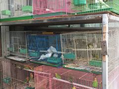 -南汇花鸟市场(上海浦东新花卉店)