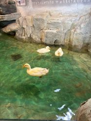 -Zoolung Zoolung动物主题公园(海信广场店)