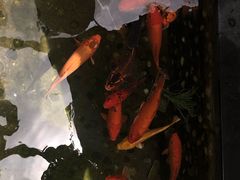 -勝記酒家·37年老字号·经典粤菜(荔枝公园店)