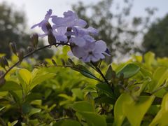 -荔香公园