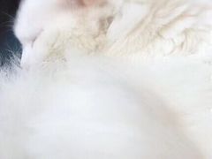-吉丁鸟咖·异宠·寄养