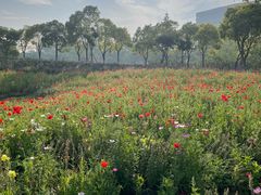 -春花秋色城市公园