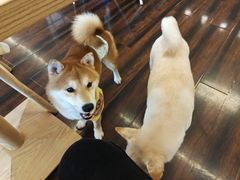 -豆柴町-柴犬主题狗咖(红鼎国际C座店)
