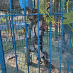 -萌宠亲子动物乐园(槐房万达店)