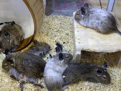 -酷以爬仙阁实体爬宠店·守宫·蜥蜴·专业繁育