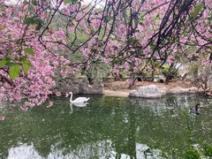 -昆明动物园
