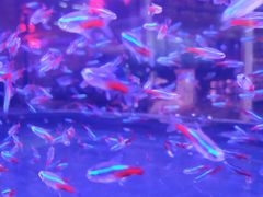 -中环花鸟鱼虫市场