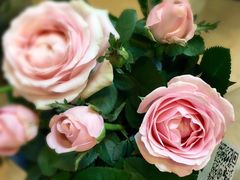 -双季花艺园艺市场(浦东店)