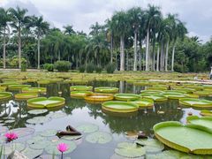 -中国科学院西双版纳热带植物园