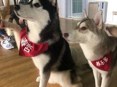 -Husky Go! 哈士奇体验馆·宠物咖啡厅狗咖