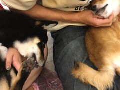 -豆柴町-柴犬主题狗咖(红鼎国际C座店)