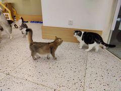 -猫域·湾主题猫咖·宠物吧(南坪城市广场店)
