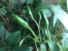 -宋记烤面筋(衣裳街店)