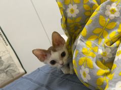 -山宅一喵德文卷毛猫舍