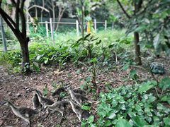 -开平碉楼文化旅游区马降龙景区