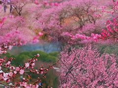 -新建村梅花