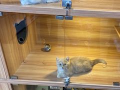-喵百万·布偶·蓝金金渐层英短·猫舍(百子湾店)