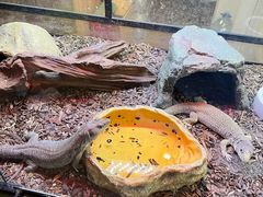 -酷以爬仙阁实体爬宠店·守宫·蜥蜴·专业繁育