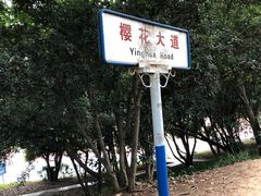-武汉大学-樱园