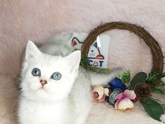 -十年猫舍·猫咪专门店(普陀店)