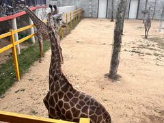 -西霞口神雕山野生动物世界