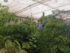 -金陵花卉交易市场