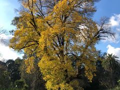 -墨尔本皇家植物园