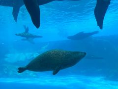 -上海海昌海洋公园