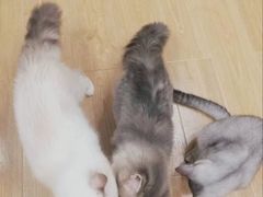 -有喵·猫咖·狗咖·30几只猫10只小狗(岗厦店)