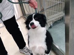 -宠福鑫康馨动物医院·骨科·眼科