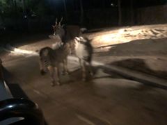 -清迈夜间动物园