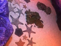 -暹罗海洋世界